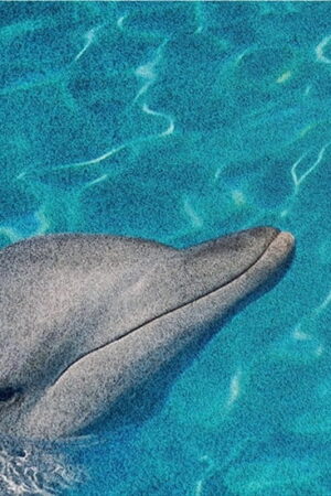 Mural gresowy 60x60 DOLPHINES SET 2/4 SUGAR