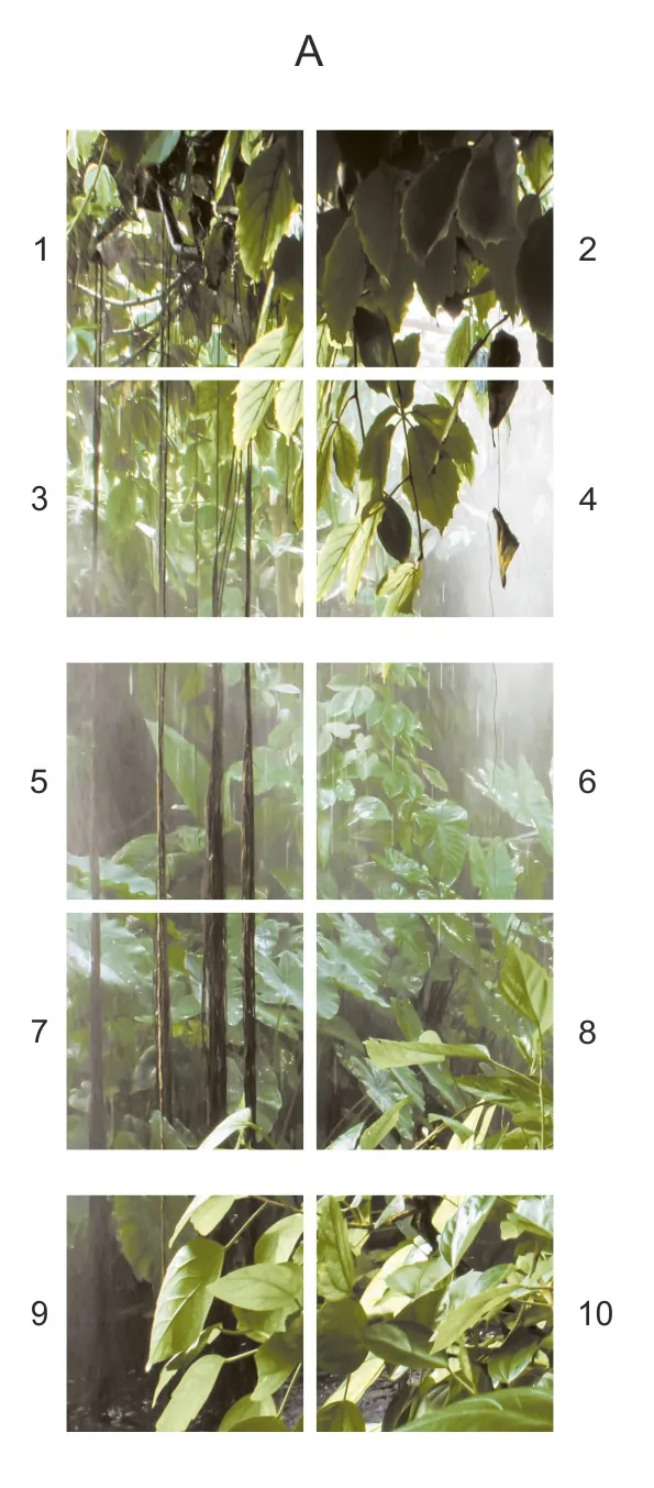 Ceramik Studio Obraz Wielkoformatowy płytka gres Rain Forest 300×120 - obrazek 2