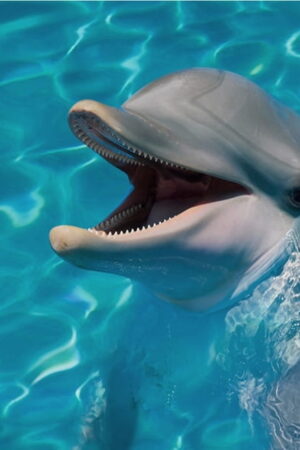 Mural gresowy 60x60 DOLPHINES SET 1/4 STR GAT I