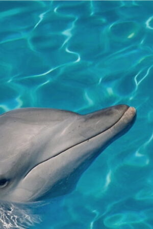 Mural gresowy 60x60 DOLPHINES SET 2/4 STR GAT I