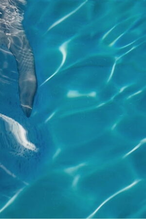 Mural gresowy 60x60 DOLPHINES SET 4/4 STR GAT I